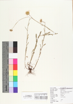 primary herbarium image
