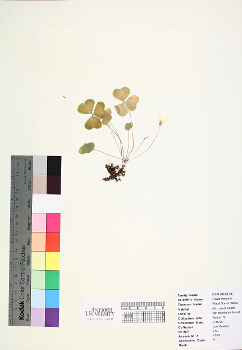 primary herbarium image