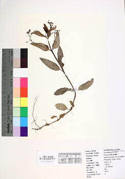 primary herbarium image