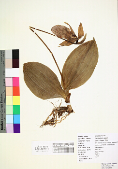 primary herbarium image