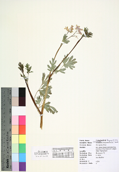 primary herbarium image