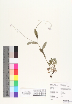 primary herbarium image