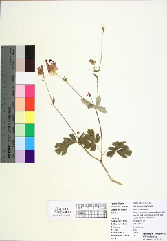 primary herbarium image