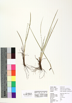 primary herbarium image