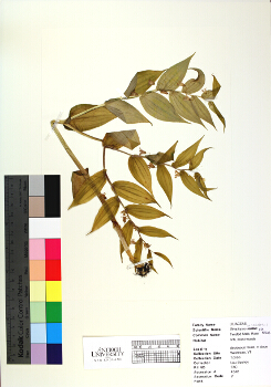 primary herbarium image