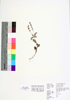 primary herbarium image