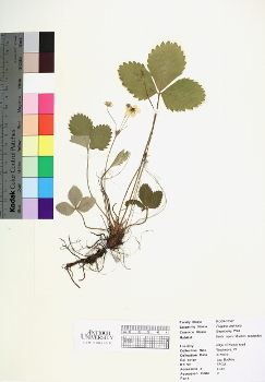 primary herbarium image