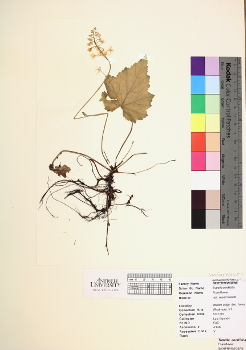 primary herbarium image