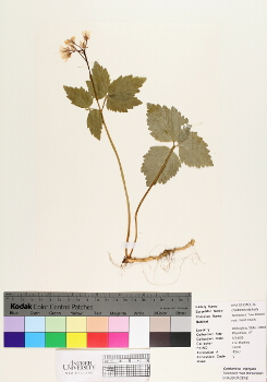 primary herbarium image