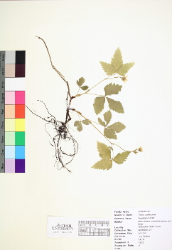 primary herbarium image