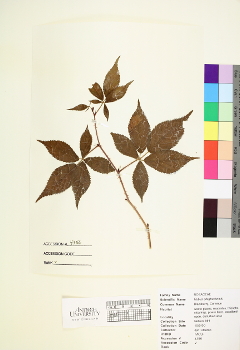 primary herbarium image