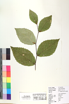 primary herbarium image