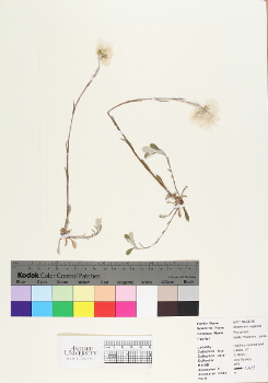 primary herbarium image