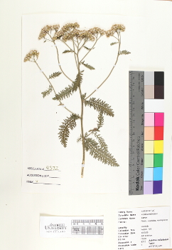 primary herbarium image