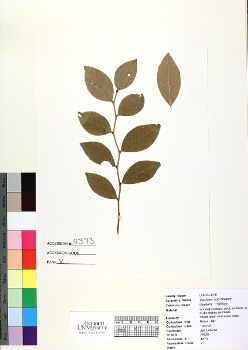 primary herbarium image