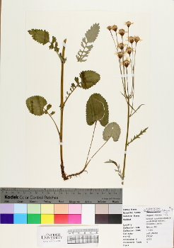primary herbarium image