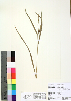 primary herbarium image