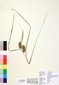primary herbarium image