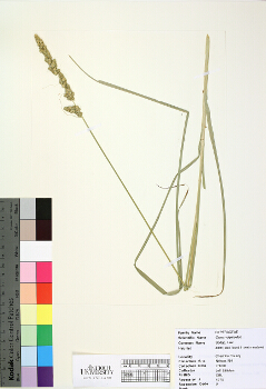 primary herbarium image