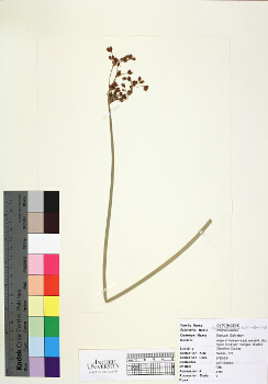 primary herbarium image
