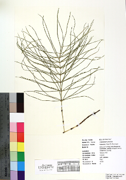 primary herbarium image