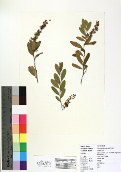 primary herbarium image