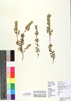 primary herbarium image