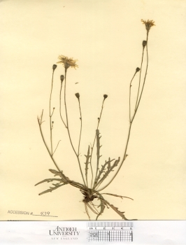 primary herbarium image
