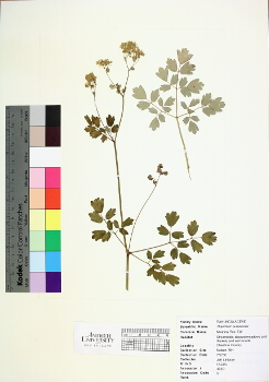 primary herbarium image