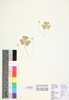 primary herbarium image