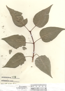 primary herbarium image