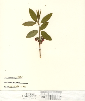 primary herbarium image