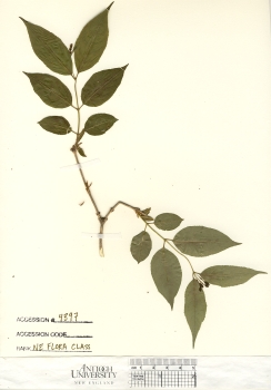primary herbarium image