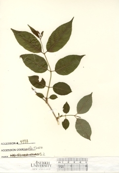 primary herbarium image
