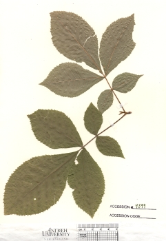 primary herbarium image