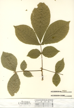 primary herbarium image
