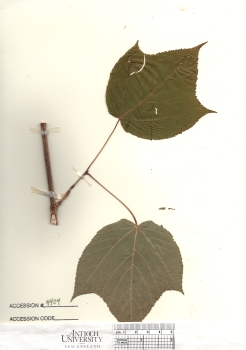 primary herbarium image
