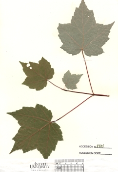 primary herbarium image