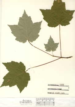 primary herbarium image