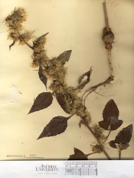 primary herbarium image