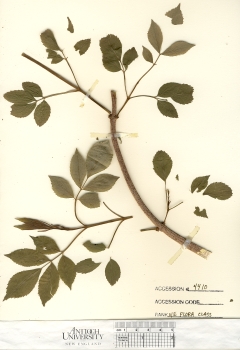 primary herbarium image