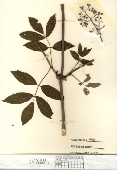 primary herbarium image