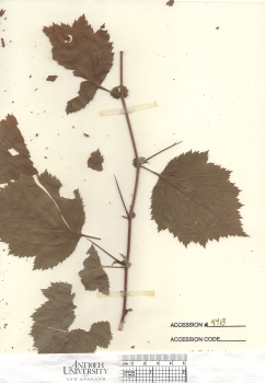 primary herbarium image