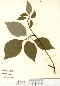 primary herbarium image