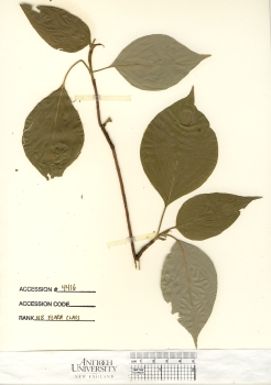 primary herbarium image