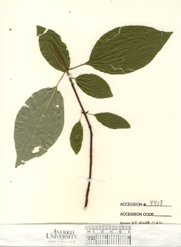 primary herbarium image