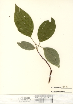 primary herbarium image