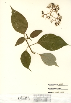 primary herbarium image
