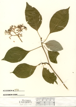 primary herbarium image