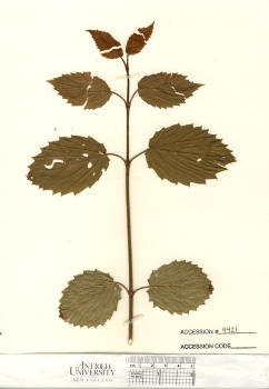 primary herbarium image